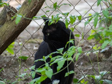 Kara kedi bahçede fareler için pusuda bekliyor.