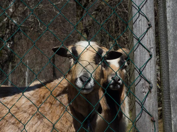 Groupe Chèvres Dans Pâturage Derrière Une Clôture — Photo