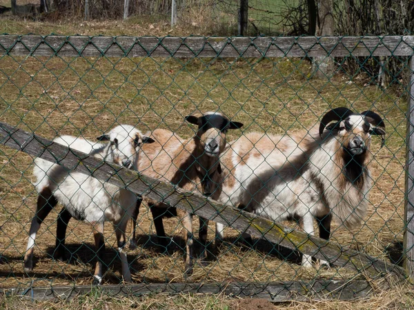 Groupe Chèvres Dans Pâturage Derrière Une Clôture — Photo