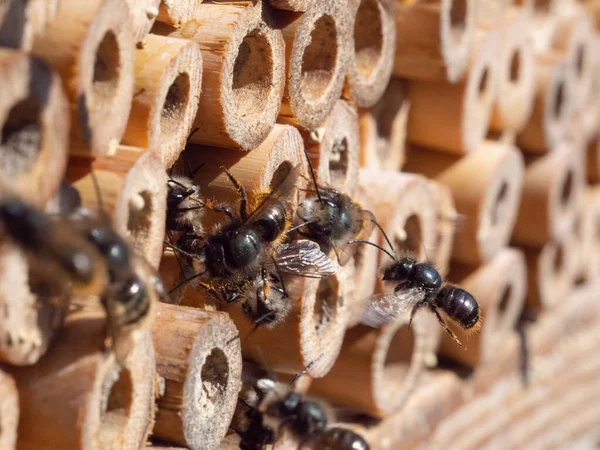 Maurerbienen Frühjahr Insektenhotel Stockbild