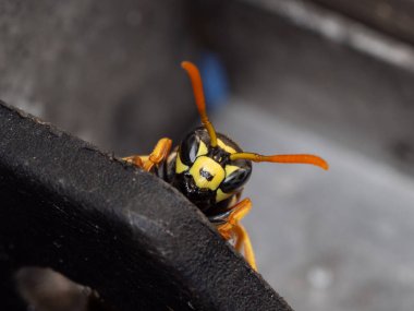 Ağlama bir serada yuvayı korur.