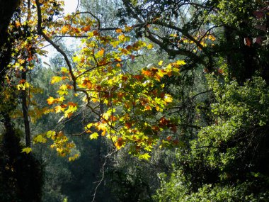 Ağaçlar ve sonbahar yaprakları