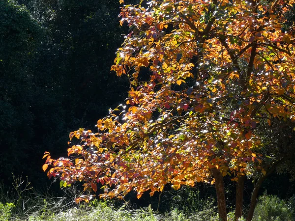 Alberi e foglie in autunno — Foto Stock