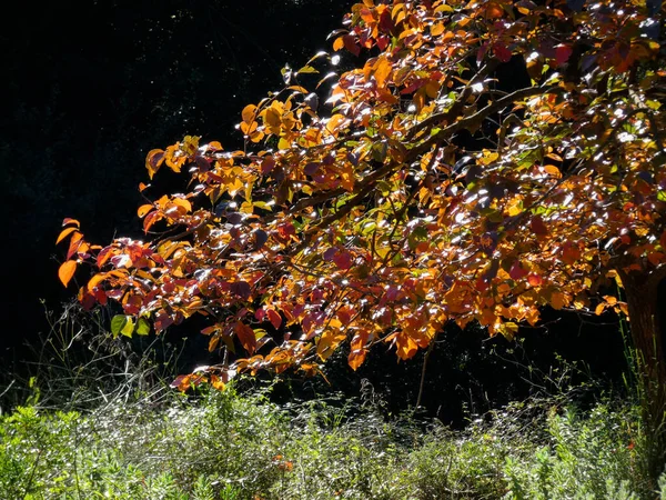 Alberi e foglie in autunno — Foto Stock