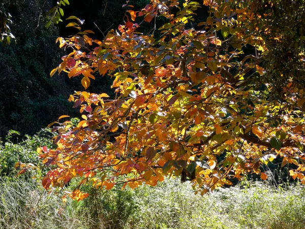 Alberi e foglie in autunno — Foto Stock