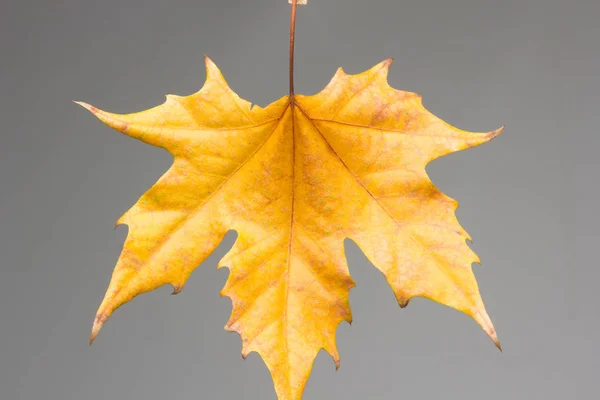 Сухой коричневый лист — стоковое фото