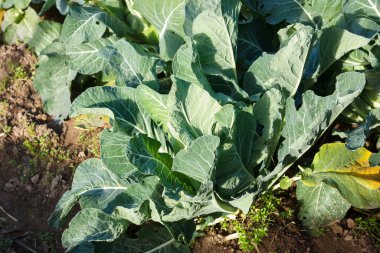 Olgun lahana hasat edilmeye hazır.