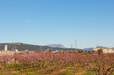 Baix Llobregat, Barcelona 'da Baix Llobregat, Montserrat' ın arka planında ve baharın başında çiçek açan meyve ağaçları..