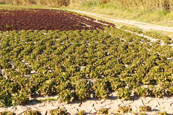 Plantage Van Sla Kool Buurt Van Monding Van Llobregat Rivier — Stockfoto