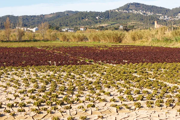 Plantage Van Sla Kool Buurt Van Monding Van Llobregat Rivier — Stockfoto