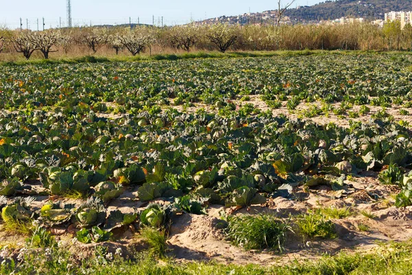 Plantage Van Sla Kool Buurt Van Monding Van Llobregat Rivier — Stockfoto