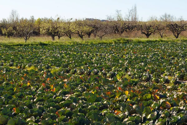 Plantage Van Sla Kool Buurt Van Monding Van Llobregat Rivier — Stockfoto