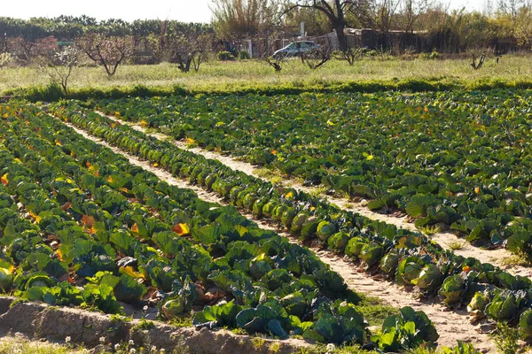 Plantage Van Sla Kool Buurt Van Monding Van Llobregat Rivier — Stockfoto