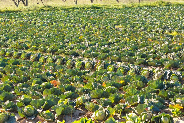 Plantação Alface Repolho Nas Proximidades Foz Rio Llobregat Região Baix — Fotografia de Stock