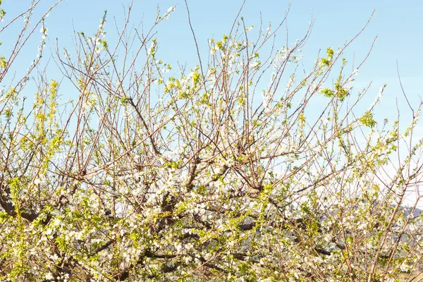 Árbol Con Flores Final Del Invierno Principios Primavera Foto Tomada — Foto de Stock