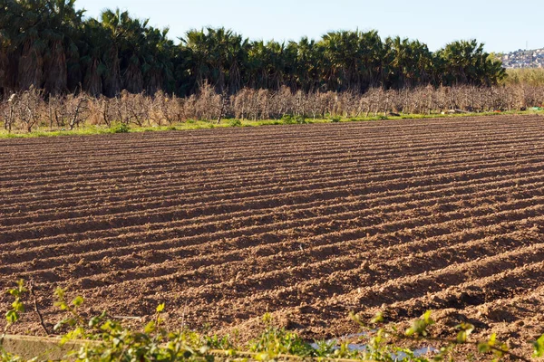 Fields worked in the agricultural park of Baix Llobregat and freshly sown for the summer harvest. Field that begins to germinate plants