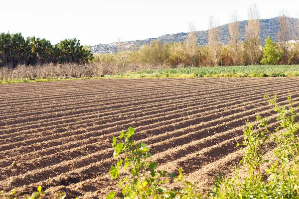 Fields Werkte Het Landbouwpark Van Baix Llobregat Vers Gezaaid Voor — Stockfoto
