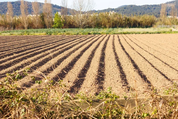 Fields Werkte Het Landbouwpark Van Baix Llobregat Vers Gezaaid Voor — Stockfoto