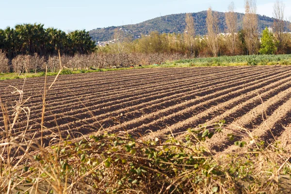 Fields worked in the agricultural park of Baix Llobregat and freshly sown for the summer harvest. Field that begins to germinate plants