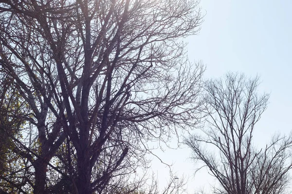 Inizio Della Primavera Rami Albero Senza Foglie Con Fiori Iniziali — Foto Stock