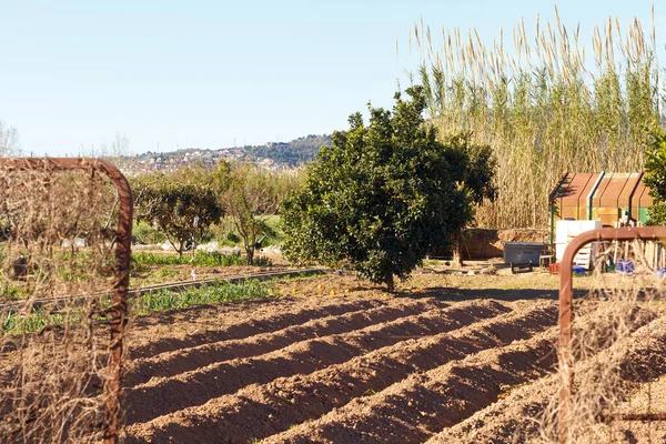 Fields Werkte Het Landbouwpark Van Baix Llobregat Vers Gezaaid Voor — Stockfoto