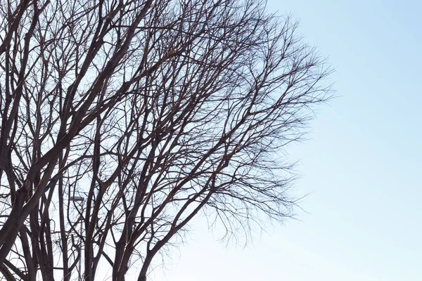 Inizio Della Primavera Rami Albero Senza Foglie Con Fiori Iniziali — Foto Stock