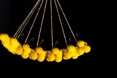 C vitamini bakımından zengin limonlar ve hoş bir koku, asit tadı, ferahlatıcı meyve suları için idealdir, mutfakta ve hamur işlerinde kullanılır..