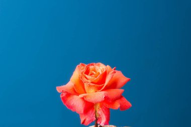 Pembe gül, aşkı, tutkuyu, romantizmi simgeleyen çiçek. Bir sürü sembolik anlamı olan bahar çiçeği. Herhangi bir kutlamada vaftizden, düğünden ya da ölümden uygun bir çiçektir..