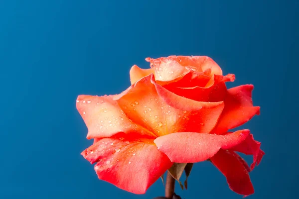 Rosa Rose Eine Blume Die Liebe Leidenschaft Und Romantik Symbolisiert — Stockfoto