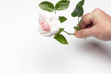 Pembe gül, aşkı, tutkuyu, romantizmi simgeleyen çiçek. Bir sürü sembolik anlamı olan bahar çiçeği. Herhangi bir kutlamada vaftizden, düğünden ya da ölümden uygun bir çiçektir..