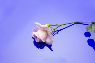 Pembe gül, aşkı, tutkuyu, romantizmi simgeleyen çiçek. Bir sürü sembolik anlamı olan bahar çiçeği. Herhangi bir kutlamada vaftizden, düğünden ya da ölümden uygun bir çiçektir..