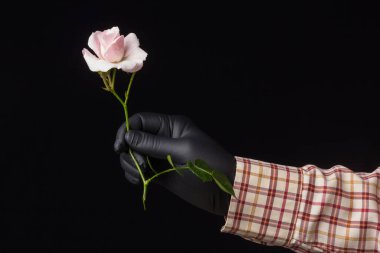 Pembe gül, aşkı, tutkuyu, romantizmi simgeleyen çiçek. Bir sürü sembolik anlamı olan bahar çiçeği. Herhangi bir kutlamada vaftizden, düğünden ya da ölümden uygun bir çiçektir..