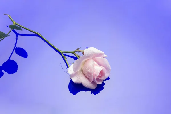 Rosa Rose Eine Blume Die Liebe Leidenschaft Und Romantik Symbolisiert — Stockfoto