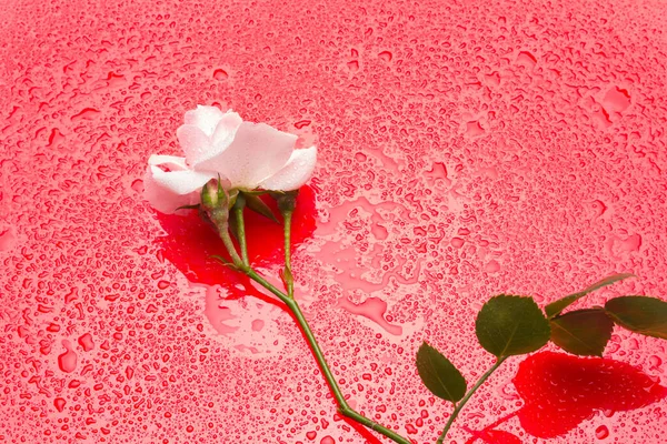 Pink Rose Flower Symbolizes Love Passion Romanticism Spring Flower Lot — Stock Photo, Image