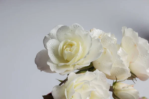 Rose Rose Fleur Qui Symbolise Amour Passion Romantisme Fleur Printemps — Photo