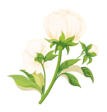 Beyaz yapraklı ve tomurcuklu güzel şakayıklar..