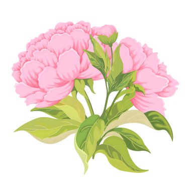 İki pembe çiçekli buket şakayık Bud suluboya tarzda bırakır..