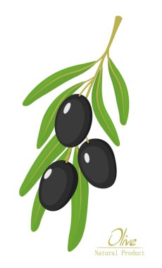 Beyaz arka planda yaprakları ile siyah zeytin. Vektör çizimi.