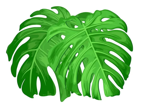 Grandes hojas verdes de plantas tropicales de monstera aisladas en blanco . — Vector de stock
