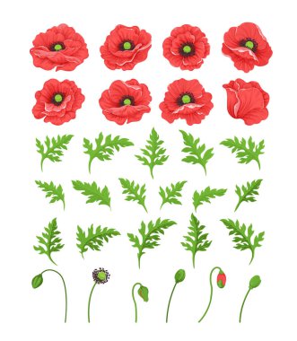 Haşhaş çiçeği. Çiçek açan yabani gelinciklerin botanik çizimleri kızılların tohum başları ve tomurcukları beyazın üzerine. Bir buket çiçek. Dekor veya bayram kutlamaları için çiçek koleksiyonu tasarımı. Vektör