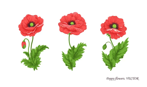 Blumensammlung Mohnblumen Illustration Von Drei Mohnsträußen Mit Stängelknospen Und Blättern — Stockvektor