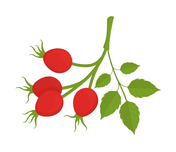蔷薇枝 红色浆果 白色背景分离 夏天的水果色彩艳丽 保健产品 很好的标签 — 图库矢量图片