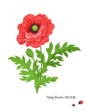 Bud ile birlikte kırmızı gelincik çiçeğinin çiçekli çizimi ve dekorasyon ya da bayram selamlama şablonu için uğur böceği olan beyaz arkaplan yaprakları. Vektör.