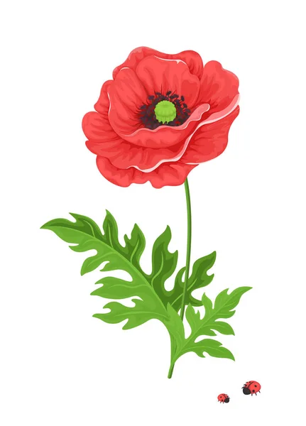 Illustration Botanique Florale Fleur Pavot Rouge Sur Tige Avec Bourgeon — Image vectorielle