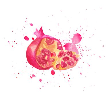 Suluboya el pembe greyfurtlar çizdi. Beyaz arka planda izole edilmiş eko doğal yiyecek çizimi. Suluboya ile çizilen greyfurt çizimi.