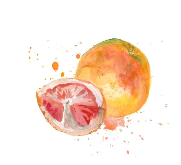 Acuarela dibujada a mano de pomelos rosados. Ilustración de frutas ecológicas aisladas sobre fondo blanco.Piojos de pomelo dibujados por acuarela — Foto de Stock