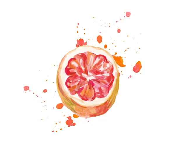 Acuarela dibujada a mano de pomelos rosados con mancha. Ecos aislados —  Fotos de Stock