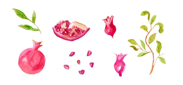 Set of watercolor pink pomegranate hand drawn. Slice of pomegran — Stock Photo, Image