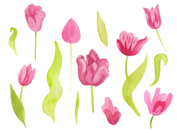 A set of cute pink watercolor tulips with leaves. Clipart collec — Stock Photo, Image