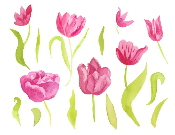 A set of cute pink watercolor tulips with leaves. Clipart collec — Stock Photo, Image